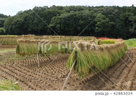 稲干しのある風景 42863034