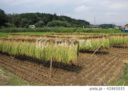 稲干しのある風景 42863035