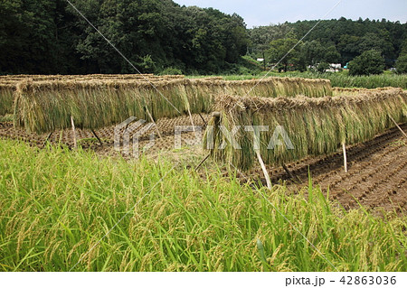 稲干しのある風景 42863036