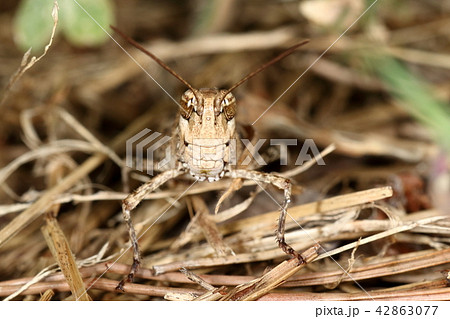 生き物　昆虫　クルマバッタモドキ、愛嬌のある顔。眼の模様がクッキリしているのも特徴の一つ 42863077
