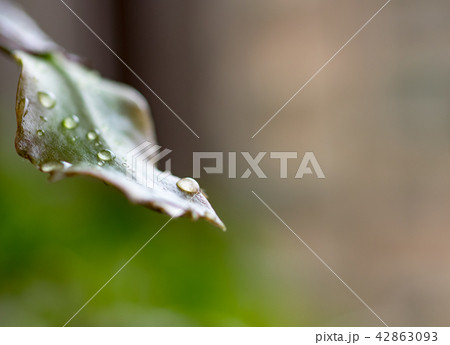 Macro Photo of Christmas Cactus 42863093