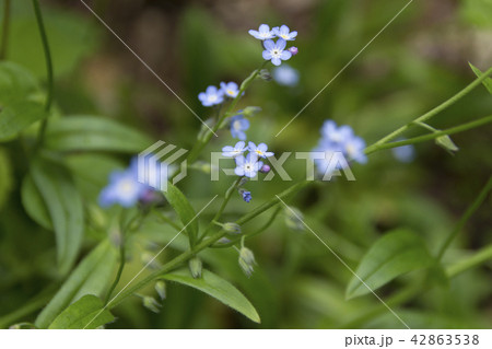 上高地のエゾムラサキ／長野県松本市 42863538