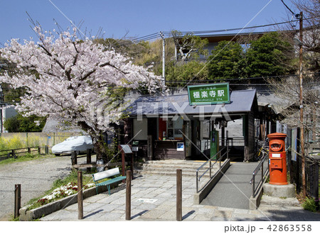 江ノ電極楽寺駅と桜の写真素材