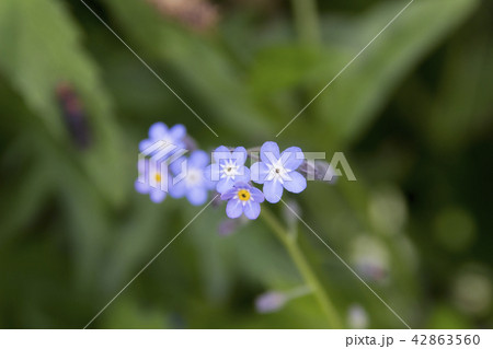 上高地のエゾムラサキ／長野県松本市 42863560