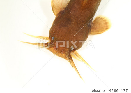 アカザ アカザ 42864177
