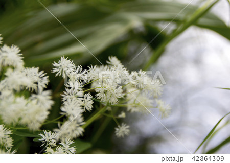 上高地のカラマツソウ／長野県松本市 42864309