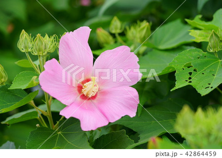 夏の花・芙蓉６ 42864459