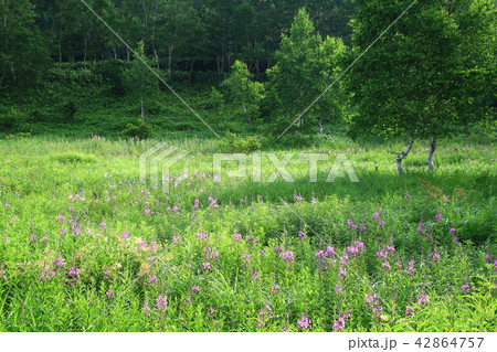 ヤナギランの花と白樺 42864757