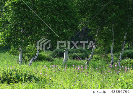 ヤナギランの花と白樺 42864766