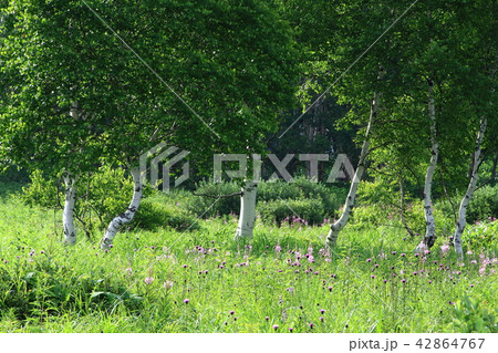 ヤナギランの花と白樺 42864767