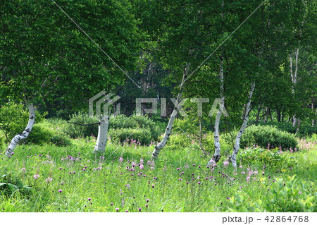 ヤナギランの花と白樺 42864768