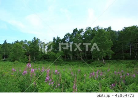 ヤナギランの花 42864772