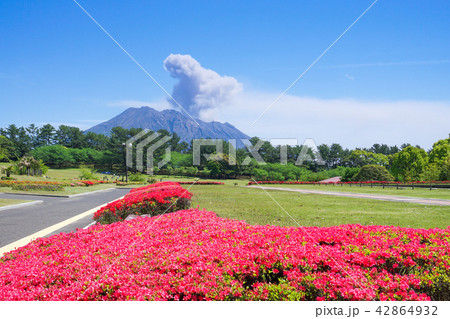 ツツジの吉野公園と桜島 ツツジの吉野公園と桜島 42864932