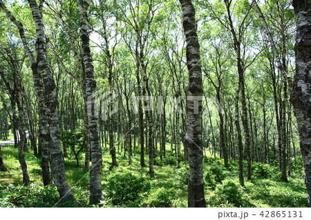 白樺の木 42865131