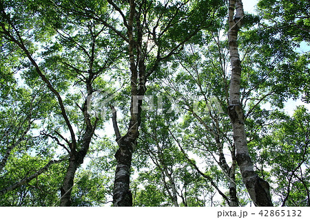 白樺の木 42865132