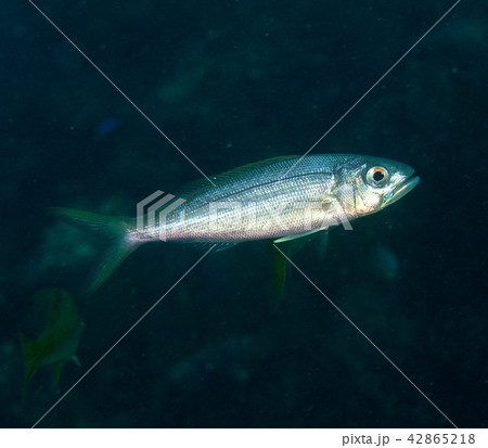 オオグチイシチビキ 42865218