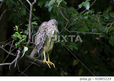 木の枝にとまるホシゴイ（ゴイサギの幼鳥） 42865229