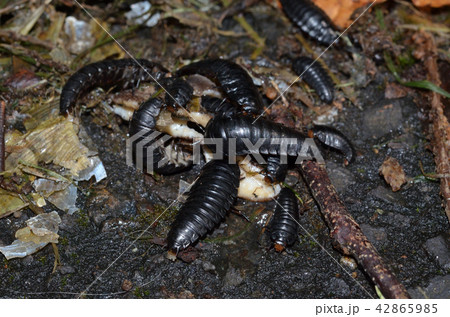 オオヒラタシデムシ幼虫 札幌市 オオヒラタシデムシ幼虫 札幌市 42865985