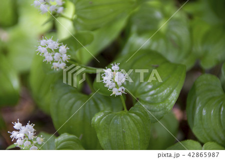 上高地　マイヅルソウの花／長野県松本市 42865987