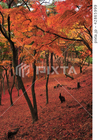 自然林の紅葉 自然林の紅葉 42865999