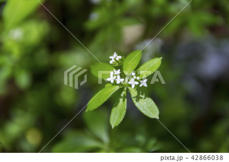 上高地　クルマバソウの花／長野県松本市 42866038