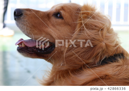 フェリーの上の犬 フェリーの上の犬 42866336