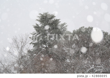 吹雪 42866695