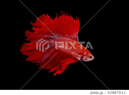Fighting fish, red fish on a black background, col Fighting fish, red fish on a black background, col 42867011