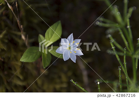 上高地 ツマトリソウの花 長野県松本市の写真素材
