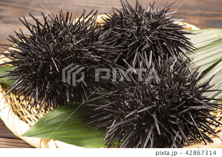 北海道の美味しい雲丹 42867314