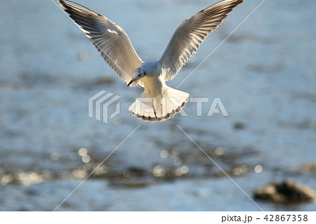 ユリカモメ ユリカモメ 42867358