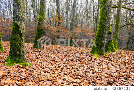 leafless forest in autumn leafless forest in autumn 42867533
