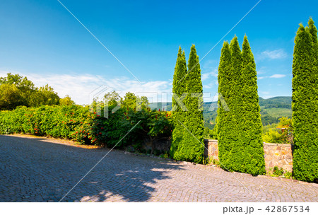 cypresses trees by the wall in pawed yard cypresses trees by the wall in pawed yard 42867534