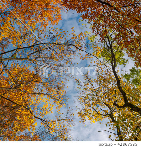 colorful foliage on a sky background colorful foliage on a sky background 42867535