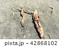 砂浜の流木 42868102