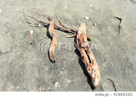 砂浜の流木 砂浜の流木 42868102