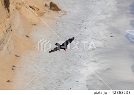 andean condor in flight 42868233