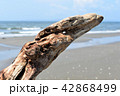流木と海 42868499