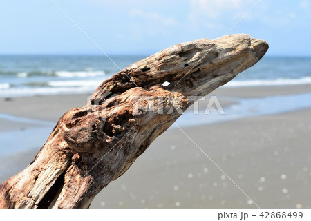 流木と海 流木と海 42868499