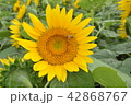 向日葵とミツバチ 42868767