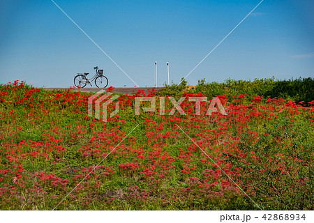 満開の彼岸花　河岸の曼珠沙華　自転車が一台 42868934