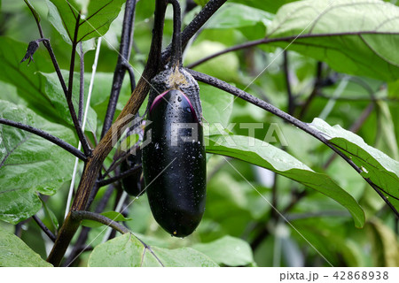 雨上がりの茄子畑 42868938