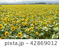 ひまわり畑 42869012