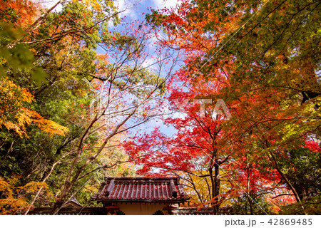 錦秋の永源寺　山門 42869485