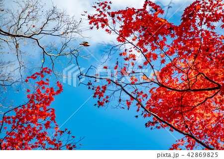 錦秋の永源寺の紅葉　飛び立つ鳥 42869825