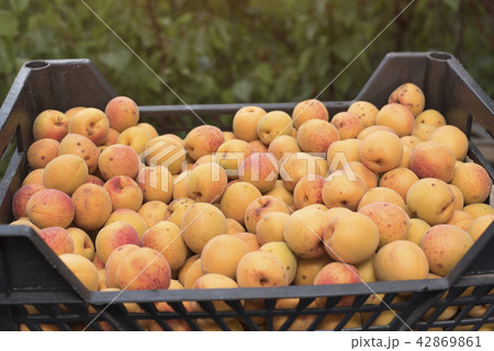 Box of ripe apricot. Close-up 42869861