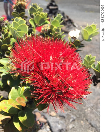 レフアの花 42870034