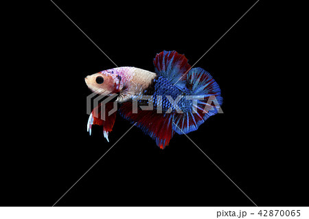 Multi color Siamese fighting fish, Betta fish 42870065