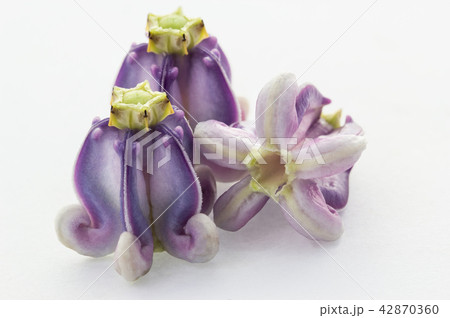 Purple flower 42870360