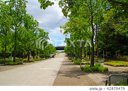 久宝寺緑地公園･中地区･中央広場付近/大阪府八尾市西久宝寺 42870479